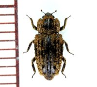 クロサワオオホソカタムシ　1頭　石垣島