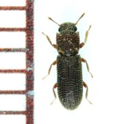 ノコムネホソカタムシ 　1頭　石垣島