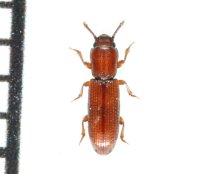 ツヤナガヒラタホソカタムシ   1頭　石垣島