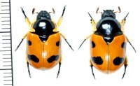 テントウムシ擬態のコガネムシの一種  Rutelarcha quadrimaculata　ペア　インドネシア（ボルネオ島）