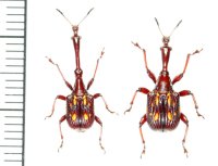 ミツギリゾウムシ擬態のクビナガオトシブミの一種　ペア　Cycnotrachelus flavotuberosus　 ベトナム(ベトナム中部)