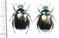 コガネムシの一種　Mimela ohausi　ペア　ラオス北東部