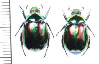 コガネムシの一種　Mimela ohausi　ペア　ラオス北東部