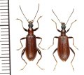 シワハムシダマシ　ペア　宮古島