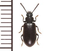 ヒゲブトゴミムシダマシ　1頭　石垣島