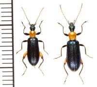 ムネアカシワハムシダマシ　ペア　石垣島
