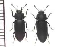 リュウキュウヒメツノゴミムシダマシ　 ペア　石垣島