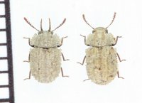イシガキチビコブツノゴミムシダマシ 中型ペア　石垣島