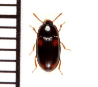 ヒラヨツモンツヤゴミムシダマシ 1頭　石垣島