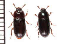 イシガキエグリゴミムシダマシ　ペア　石垣島