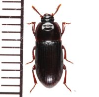 ツノヒゲエグリゴミムシダマシ ♂　石垣島