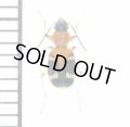 アリバチ擬態のゴミムシの一種　1頭　Carabidae species フィリピン(ミンダナオ島)