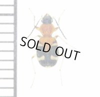 アリバチ擬態のゴミムシの一種　1頭　Carabidae species フィリピン(ミンダナオ島)