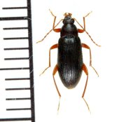 ホソアカクチキムシの一種　Allecula sp.  1頭　与那国島