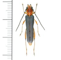 カミキリムシの一種　Thranius formosanus atripennis　♀　 ベトナム(ベトナム中部)