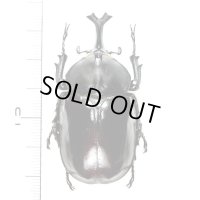 カブトムシ　久米島亜種　大型♂46.8mm　久米島