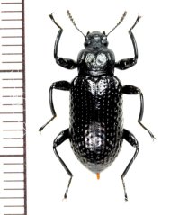 アラメゴミムシダマシ Derosphaerus sinensis  ♀　ベトナム(ベトナム中部)