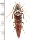 コメツキムシの一種  Pectocera sp.  ♂   ベトナム(ベトナム南部)