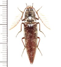 コメツキムシの一種  Pectocera sp.  ♂   ベトナム(ベトナム南部)