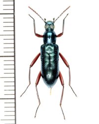 アカシナガキマワリ Strongylium erythrocephalum  ♀　ベトナム(ベトナム中部)