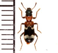 アリバチ擬態のカッコウムシの一種 　Thanasimus femoralis　ロシア