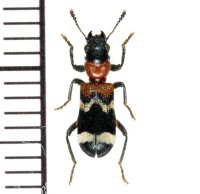 アリバチ擬態のカッコウムシの一種 　Thanasimus formicarius　ロシア