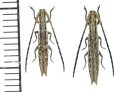 カミキリムシの一種 　Tetraglenes sp.　ペア　 ベトナム(ベトナム中部)