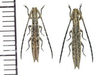 カミキリムシの一種 　Tetraglenes sp.　ペア　 ベトナム(ベトナム中部)