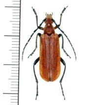 カミキリムシの一種 　Cerambycid species　♀　 ベトナム(ベトナム中部)