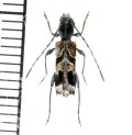トガリバアカネトラカミキリ　♀　長野県