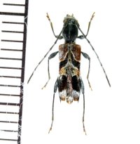 トガリバアカネトラカミキリ　♀　長野県
