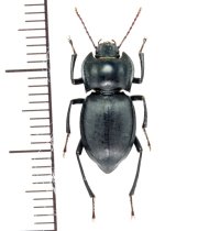 ゴミムシダマシの一種　Sarothropus fallax　カザフスタン