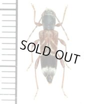 カミキリムシの一種　Anaglyptus simplicicornis　♀   ロシア