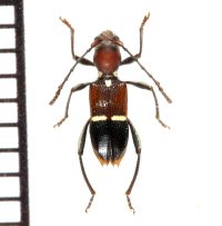 アリバチ擬態のカミキリムシの一種　Centrotoclytus helleri　フィリピン(ルソン島)