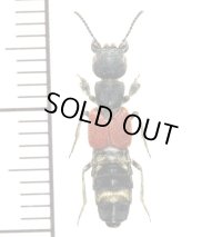 アリバチ擬態のハネカクシの一種　1頭　Staphylinidae species フィリピン(ルソン島)