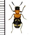 アリバチ擬態のカッコウムシの一種　Tillicera javana　インドネシア（ジャワ島）