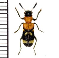 アリバチ擬態のカッコウムシの一種　Tillicera javana　インドネシア（ジャワ島）