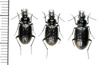 アナバネゴミムシ　2♂♂1♀　北海道　