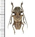 アベサビカミキリ　♂　 フィリピン(ルソン島)