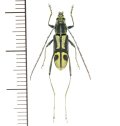 カミキリムシの一種 　Prothema aurata aurata  ♂　 ベトナム(ベトナム中部)