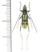 カミキリムシの一種 　Prothema aurata aurata  ♂　 ベトナム(ベトナム中部)