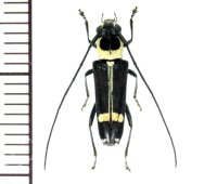 カミキリムシの一種　Glenea difficilis  ♀　 ベトナム(ベトナム南部)