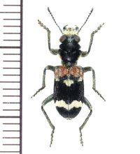 アリバチ擬態のカッコウムシの一種 　Clerus mutillarius　ギリシャ