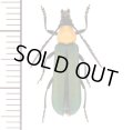 カミキリムシの一種　Erythrus viridipennis　♀　マレーシア（ボルネオ島）