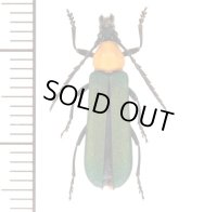 カミキリムシの一種　Erythrus viridipennis　♀　マレーシア（ボルネオ島）