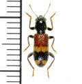 アリバチ擬態のカッコウムシの一種　Clerid species   ラオス