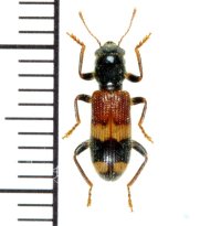 アリバチ擬態のカッコウムシの一種　Clerid species   ラオス