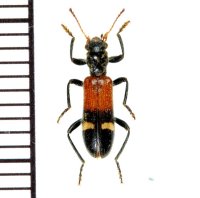 アリバチ擬態のカッコウムシの一種 　Opilo taeniatus　ギリシャ