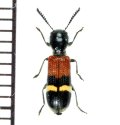 アリバチ擬態のカッコウムシの一種　Clerid species   チェコ