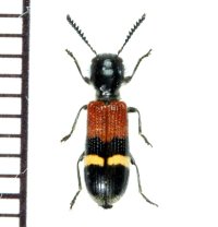 アリバチ擬態のカッコウムシの一種　Clerid species   チェコ